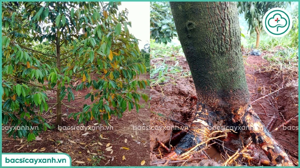 thuốc đặc trị vàng lá thối rễ